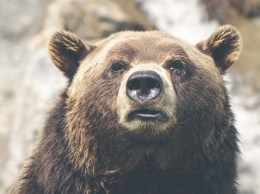 Агрессивный бурый медведь набросился на группу людей на Чукотке