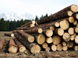 Злоумышленники экспортировали российский лес на 873 млн рублей в Китай