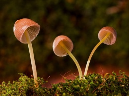 Семья из Челябинска отравилась найденными в лесу галлюциногенными грибами