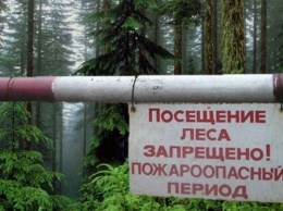 Запрет на посещение крымских лесов продлили до середины сентября