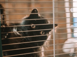 Кемеровские коммунальщики "законно" замуровали кошек в подвале многоэтажки без еды и воды