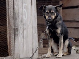 Жительница Алтайского края спустила собаку на полицейского