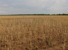 Пострадавшим от засухи алтайским фермерам выделят 300 млн рублей
