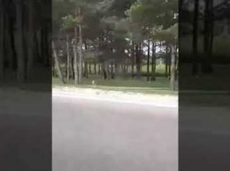 Кузбассовцы сняли на видео бежавшего возле города медвежонка