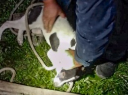 Алтайские спасатели вытащили собаку из западни
