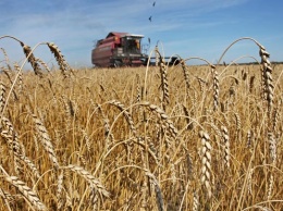 В Алтайском крае собрали 1,75 млн тонн зерна нового урожая