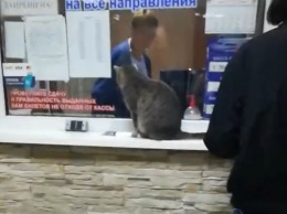"Один билетик, пожалуйста": на крымском автовокзале замечена забавная кошка, - ВИДЕО