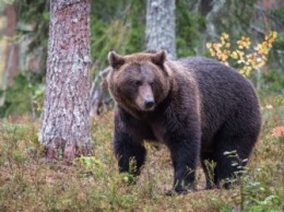 В Циолковском заметили медведя