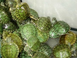 В Белогорске мужчина незаконно торговал черепахами