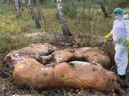 Новый очаг африканской чумы свиней обнаружен в Калужской области