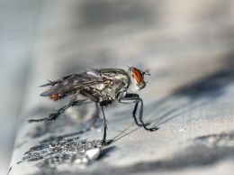Источник заразы. Белгородцы жалуются на нашествие мух