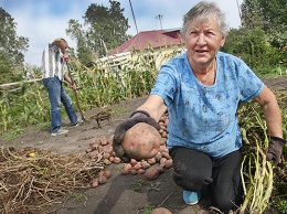 В этом году картофель в Алтайском крае начали убирать на две недели раньше