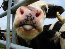 Комплексы по производству мяса и молока в Приамурье получат поддержку на 390 миллионов