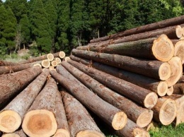 В Калужской области выявлена крупная контрабанда леса