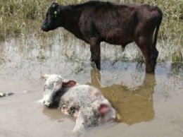 Бездомные собаки погрызли теленка в амурском селе