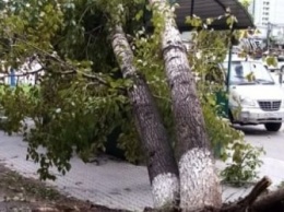 Шквалистый ветер повалил в Благовещенске около 50 деревьев