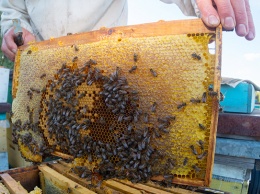 В Алтайском крае живет пасечник, досконально владеющий премудростями пчеловодства