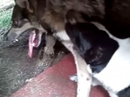 В Кеми хозяин бойцовской собаки натравил ее на приютского пса-инвалида на цепи