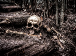 Грибники нашли в подмосковном лесу человеческий череп