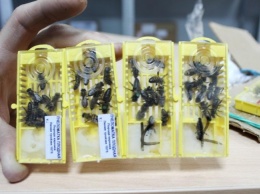 Белгородцы получают по почте посылки с пчелами