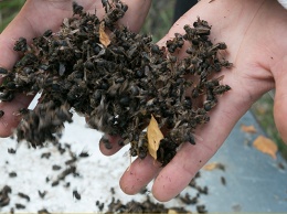 Прерванный полет: кто виноват в гибели пчел в Шипуновском районе