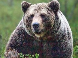 В столицу Камчатки ночью забрел медведь