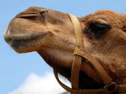 Прокуратура заинтересовалась условиями содержания верблюда в Тюмени