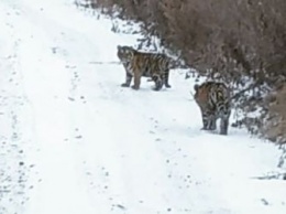В соцсетях сообщают о тиграх в Архаринском районе
