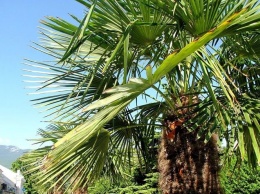 В Ялте от неизвестного насекомого гибнут пальмы