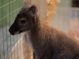В белгородском зоопарке поселилась самка кенгуру