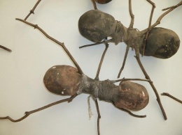 Энтомолог Джек Лонгино открыл новый вид муравьев-прозрачных «гномов»