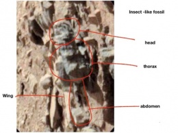 Американский ученый нашел насекомых на Марсе