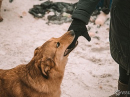 Главный кинолог России рассказал о необходимых действиях при укусе собаки