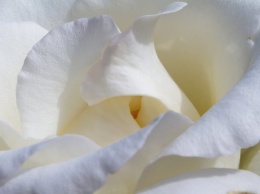 В Ялте состоится благотворительная акция «Белый цветок»