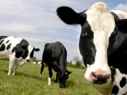 В Алтайском крае жители сел сокращают поголовье коров