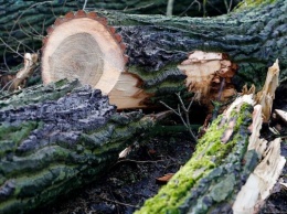 Прокуратура приостановила вырубку деревьев рядом с парком в Гурьевске