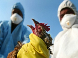 Птичий грипп: балаковцам стоит опасаться