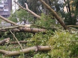 Шторм в Беломорске повалил деревья