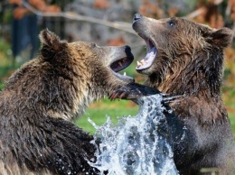 Жительница Якутии спаслась от медведя криком