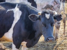 В Приамурье начали прививать коров от новой «заразы»