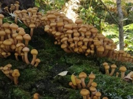 Почему не стоит срезать съедобные грибы?