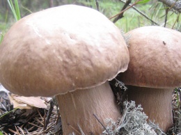 На Алтае этой осенью можно набрать тонну белого гриба за день