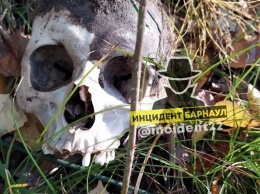 Алтайские грибники нашли в лесу человеческий череп