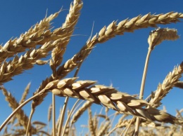 Пшеницу первого класса впервые за многие годы выявили в Алтайском крае