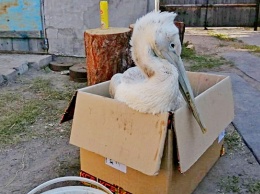 В Алтайском крае охотник подстрелил редкого пеликана