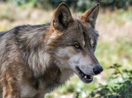 В Карелии участились выходы волков в населенные пункты