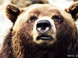 В Петропавловске медведь поживился на помойке и убежал от полиции