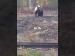 Крупный медведь перепугал рабочих под Новокузнецком