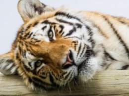 Сигнал с ошейника тигра Павлика в Приамурье пропал 8 сентября