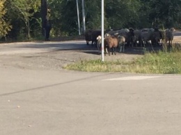 Кузбассовцы пожаловались на пасущихся коров